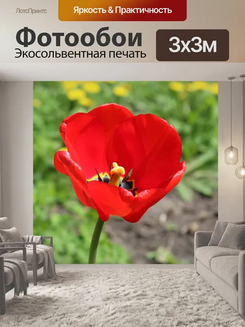Фотообои Красный тюльпан