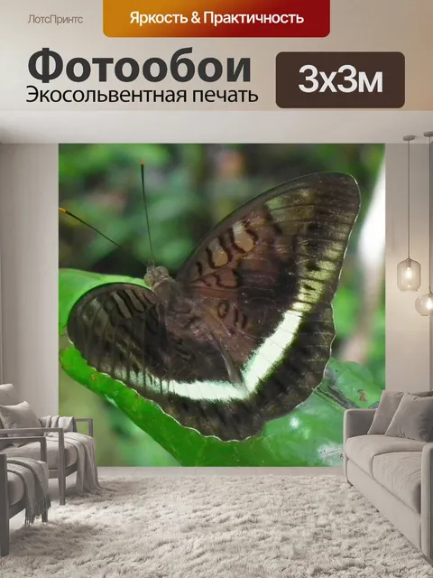 Фотообои Филиппинской бабочки