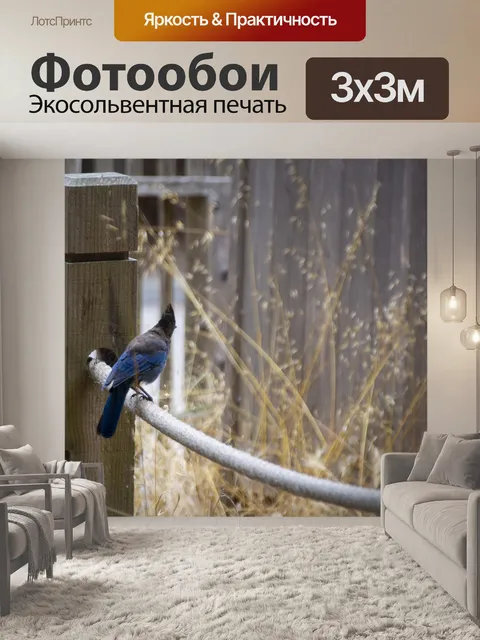 Фотообои голубая сойка