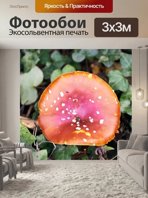 Фотообои Мухомор убивает муху