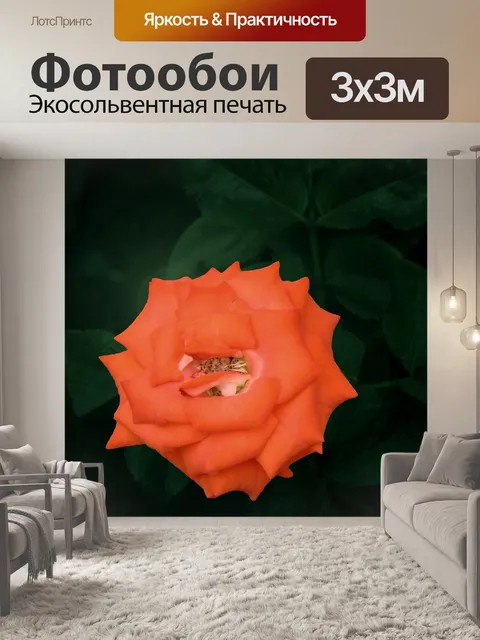 Фотообои Ночной вид красной розы