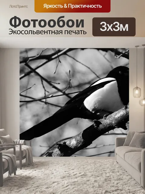 Фотообои Сорока