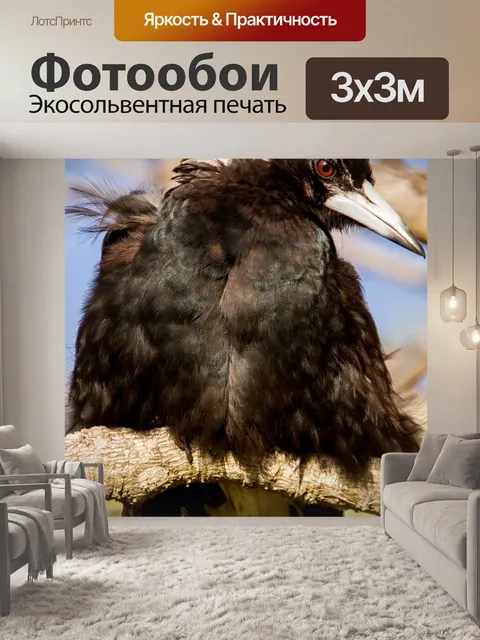 Фотообои Австралийский сорока