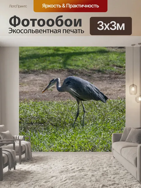 Фотообои Голубая цапля