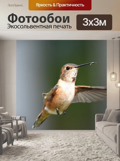 Фотообои Самка рыжего колибри