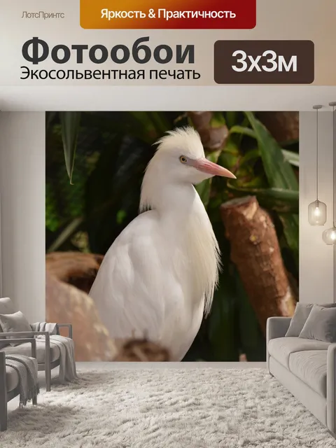 Фотообои Египетская цапля