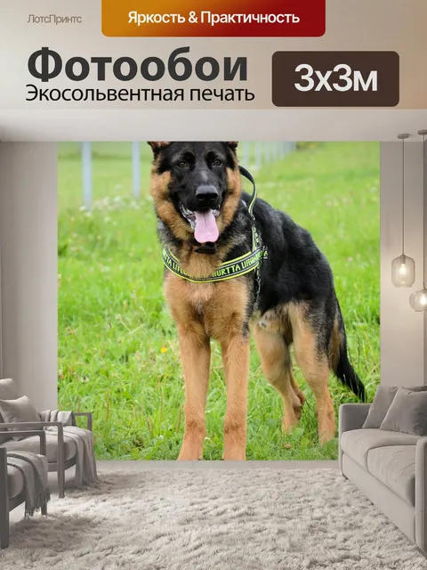 Фотообои Собаки 2.3