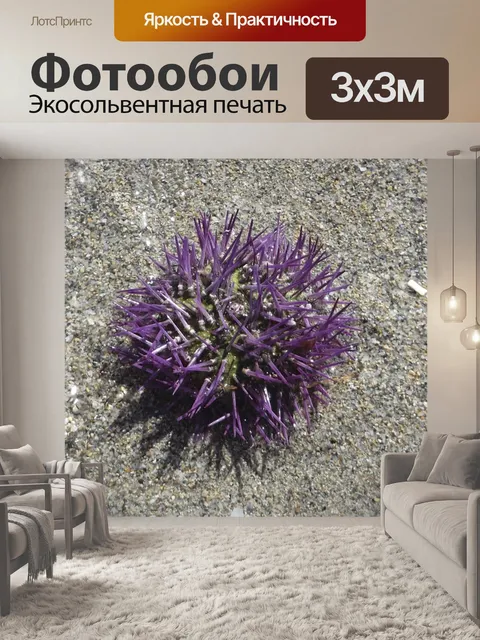 Фотообои Морские ежи