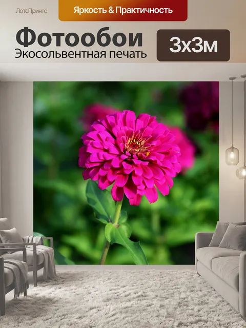 Фотообои Одиночная розовая Зинния