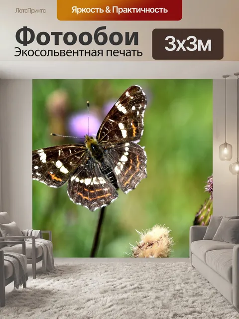 Фотообои Бабочка