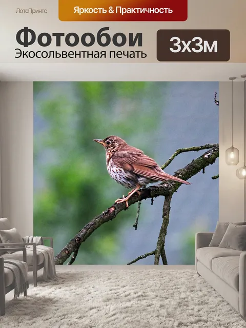 Фотообои Дрозд