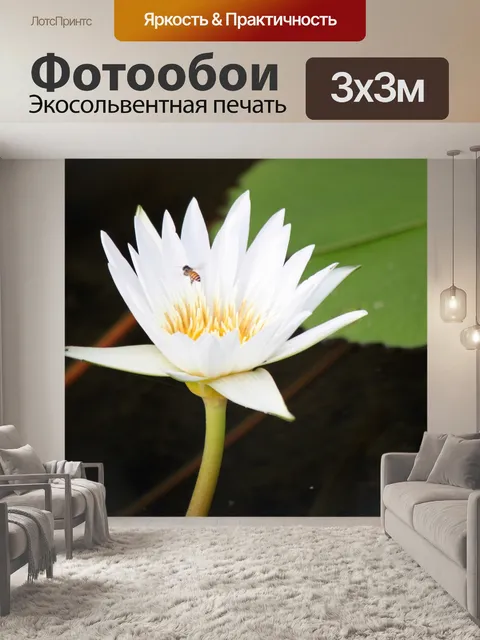 Фотообои Белый цветок лотоса в цвету
