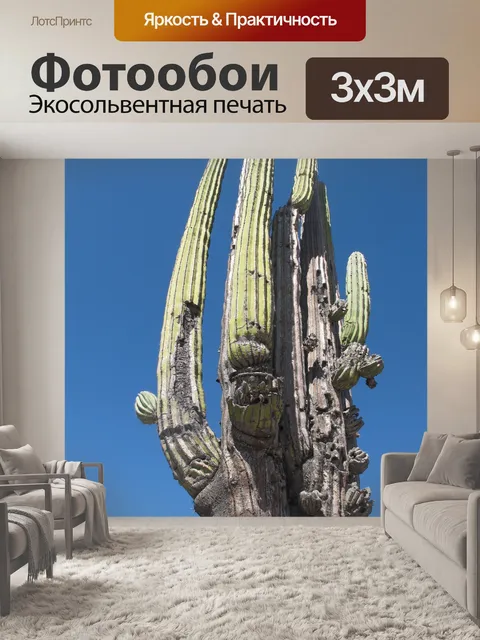 Фотообои Кактус