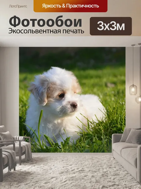 Фотообои Coton de Tulear белая женская собака