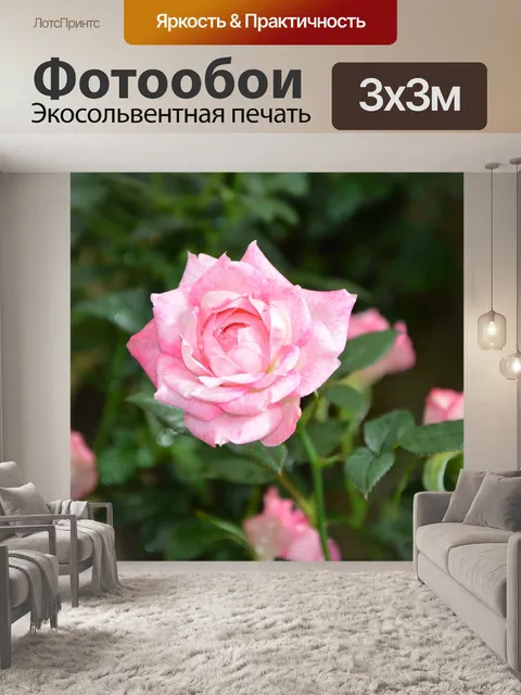 Фотообои Розовый куст розовый