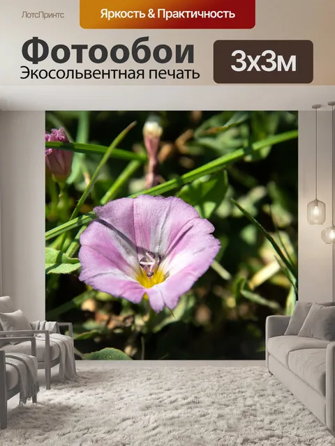 Фотообои Цветок, вьюнок