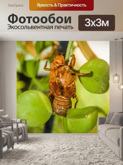 Фотообои коричневая цикада