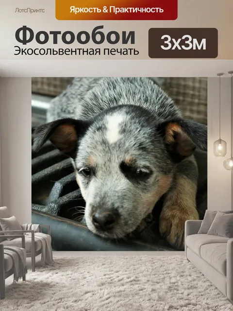 Фотообои Сонный синий хилер щенок крупным планом