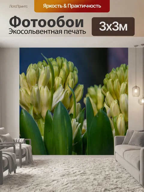 Фотообои Цветок, Гиацинт