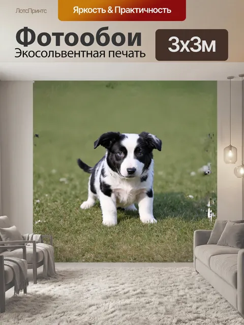 Фотообои **щенок, бордер-колли, пятнистый**