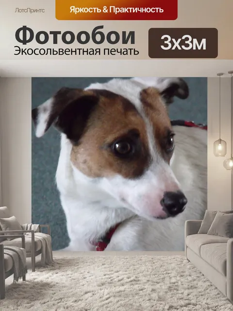Фотообои Джек Рассел
