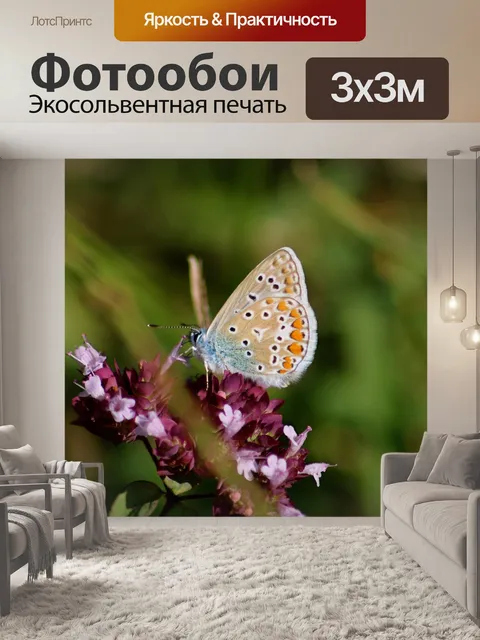 Фотообои Обыкновенная синяя бабочка