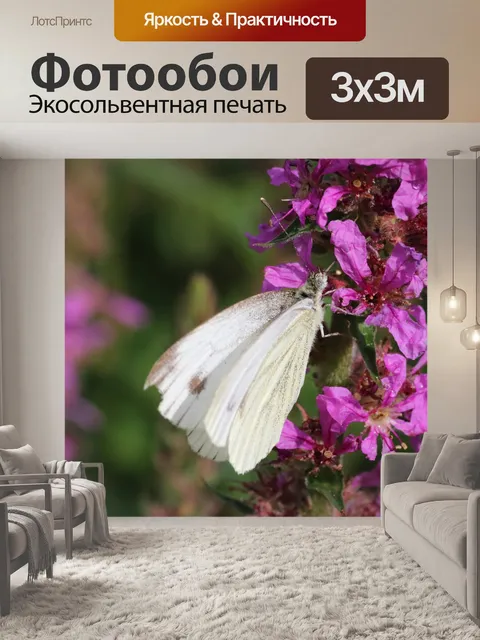 Фотообои Бабочка