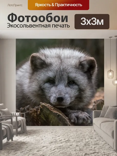 Фотообои Песец