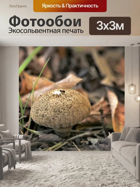 Фотообои Коричневый пуховый гриб