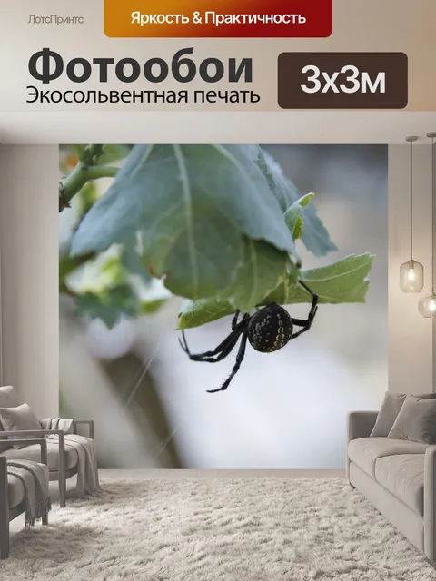 Фотообои Черный паук на листе