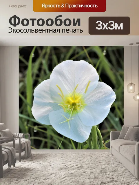 Фотообои Белые вечерние примулы и роса