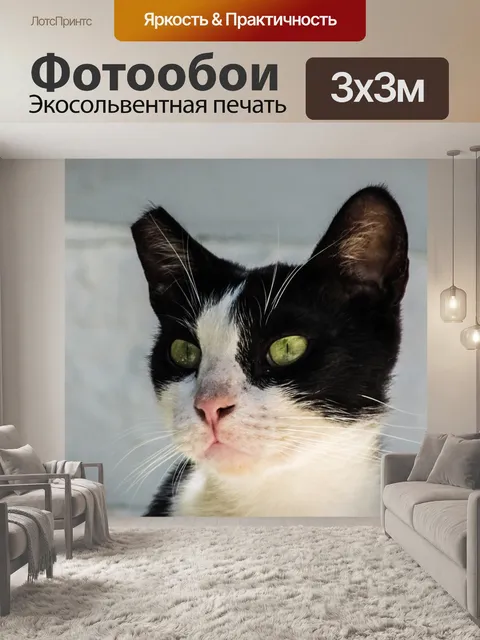 Фотообои Кошка