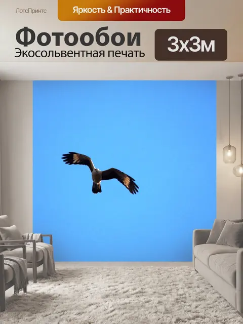 Фотообои Орел
