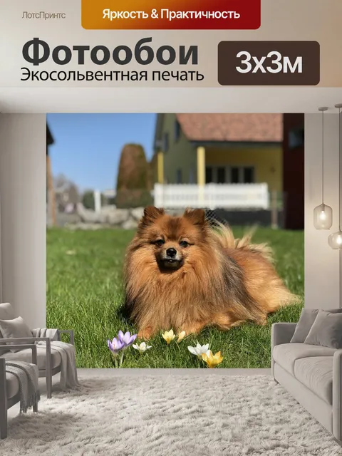 Фотообои Собака