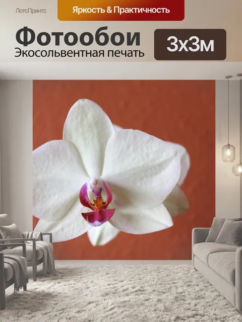 Фотообои Орхидея