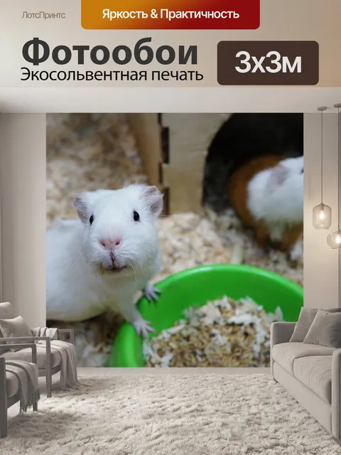 Фотообои Морская свинка