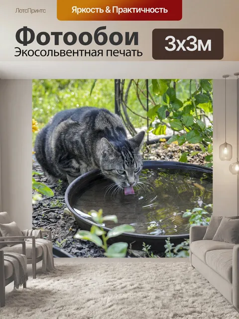 Фотообои Кот