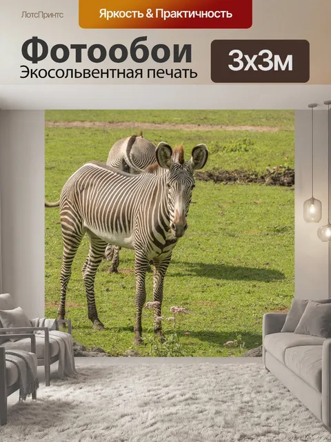 Фотообои Зебра