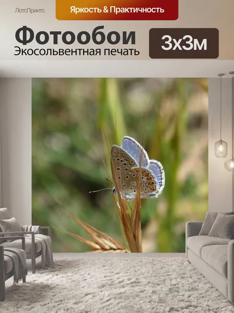 Фотообои Голубая бабочка