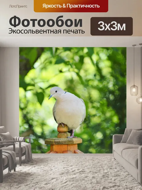 Фотообои Голубь