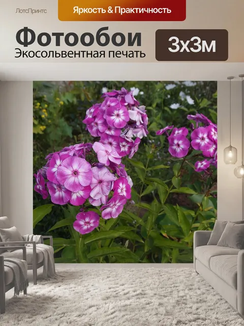Фотообои Флоксы