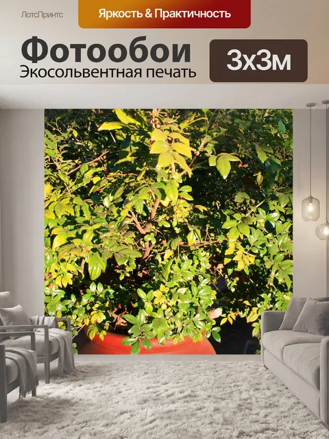 Фотообои экзотика в большом горшке