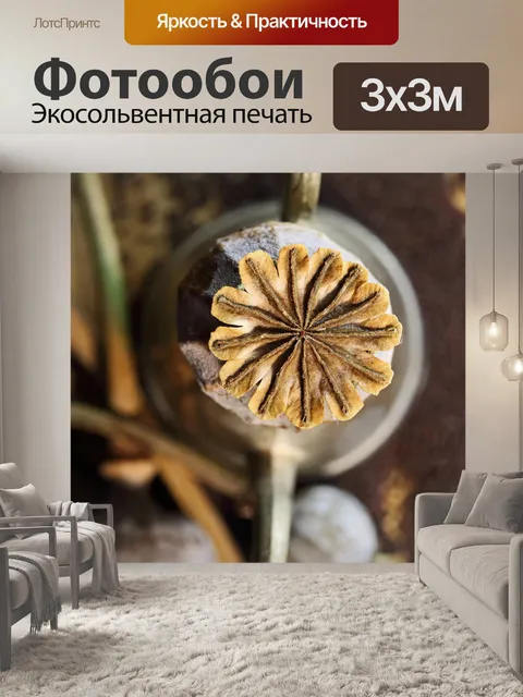 Фотообои капсула сухого мака сверху