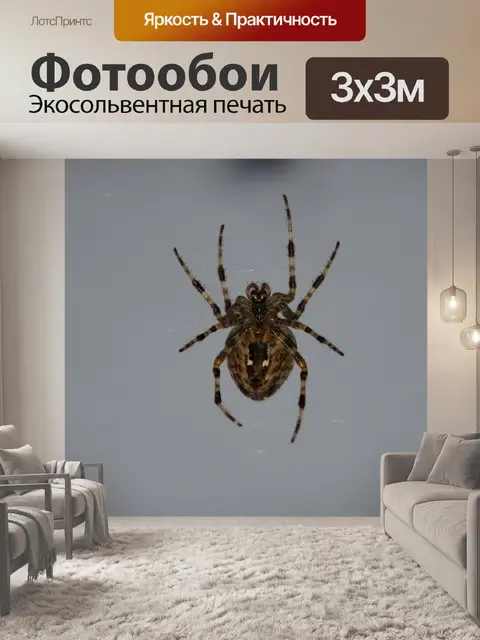 Фотообои Паук