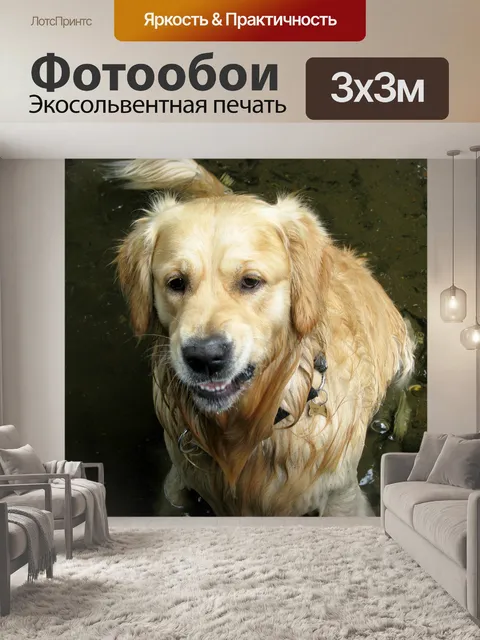 Фотообои Золотистый ретривер