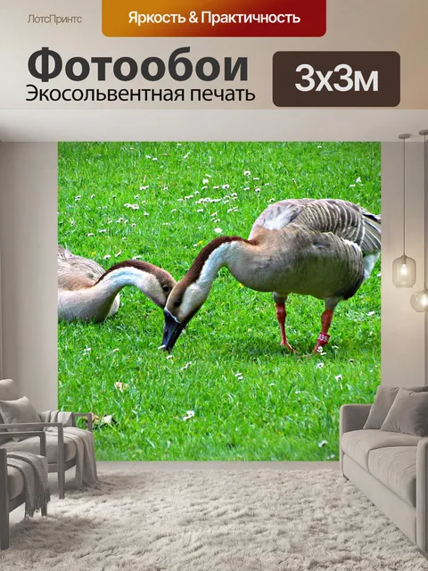 Фотообои Гусь
