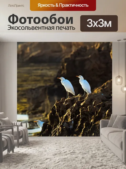 Фотообои Морские птицы