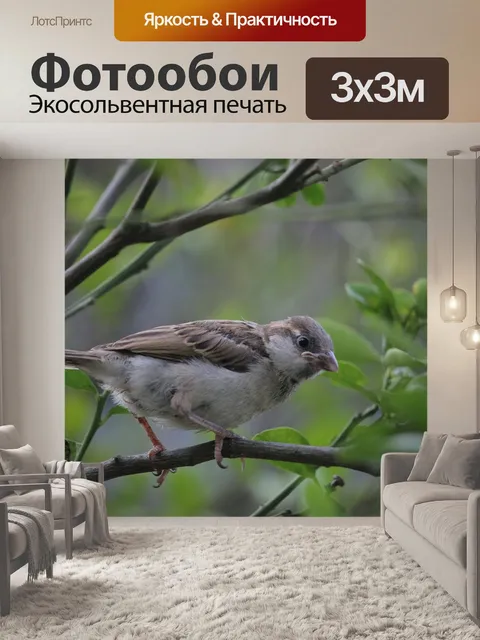 Фотообои Птицы