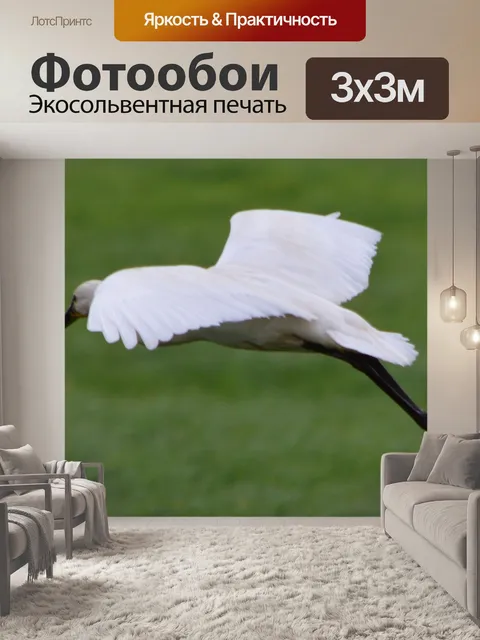 Фотообои Белый колпица 4