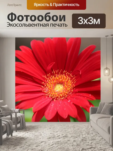 Фотообои Красный Гербер Дейзи и Роса